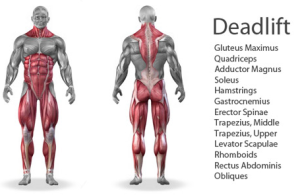 Deadlifts-Exercise-Benefits-Image